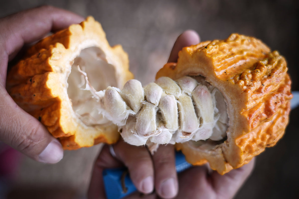 Fèves de cacao, matière première du chocolat bean-to-bar CacaoCare